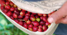 Arabica v&otilde;i Robusta